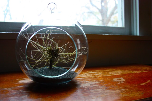Tillandsia Terrarium