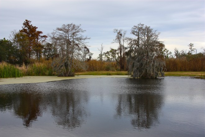 Fontainebleau State Park Pond