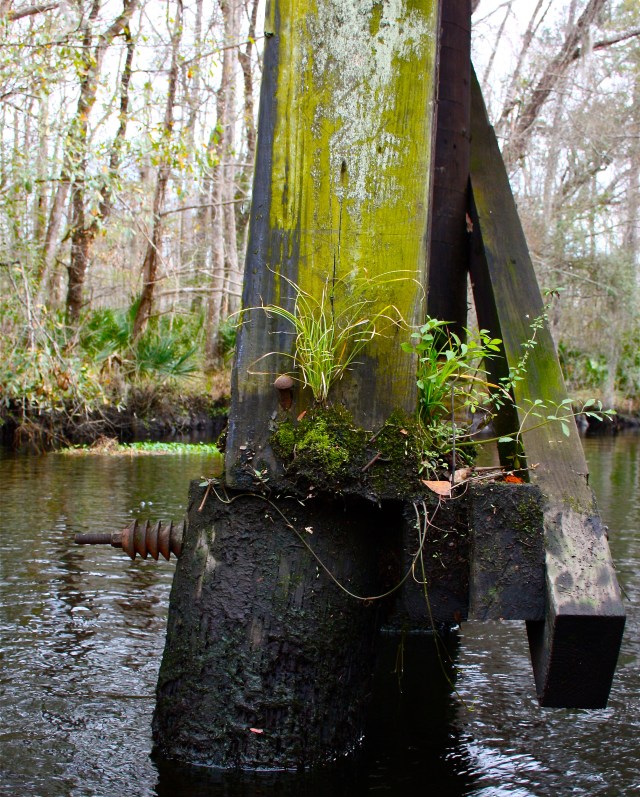 Blounts Branch Trellis Resurrection 