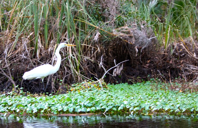 Great Egret, Ardea alba