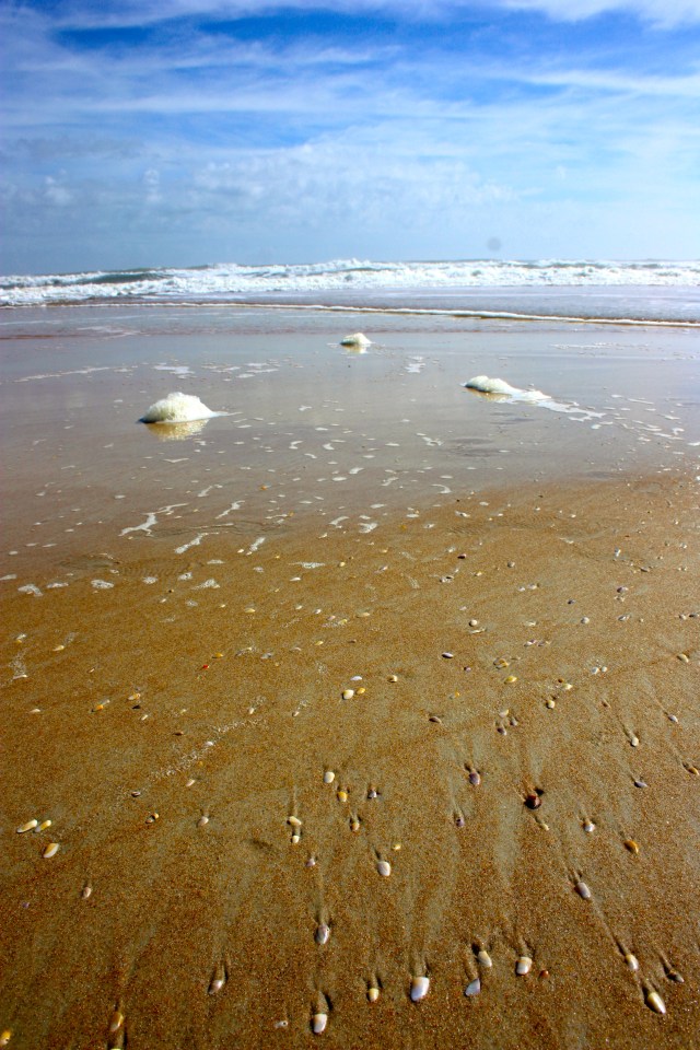 Coquinas, Donax variabilis Ormond Beach