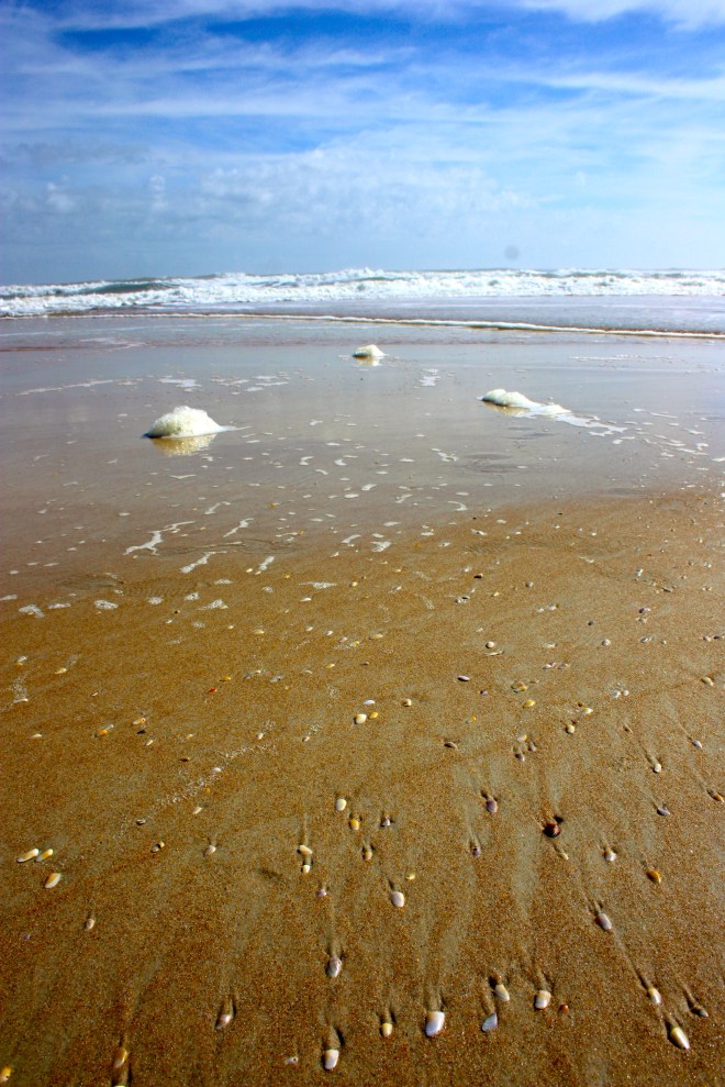 Coquinas, Donax variabilis Ormond Beach