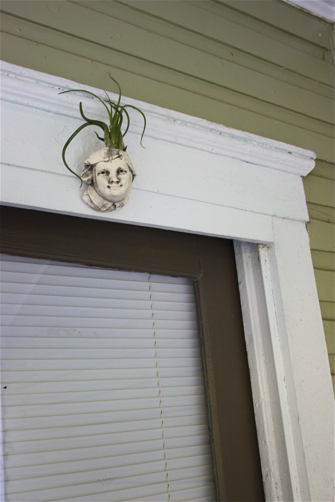 Tillandsia caput-medusae Planter