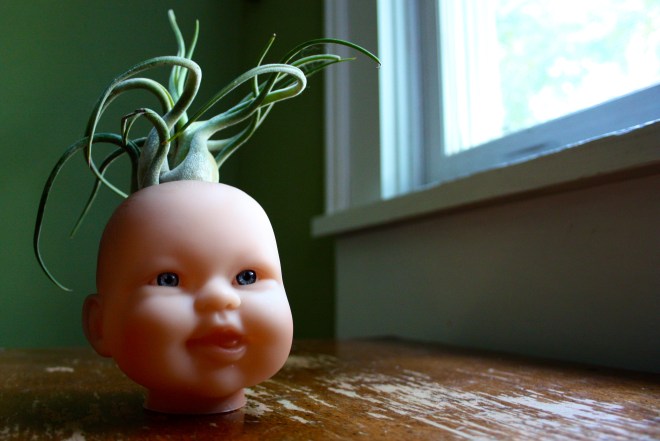 Tillandsia caput-medusae and Baby