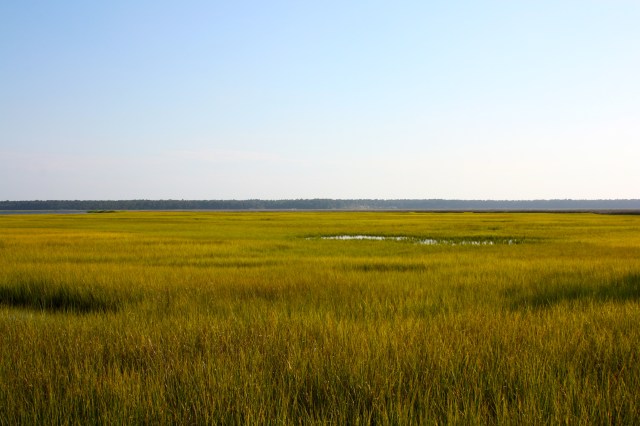 St Marys River Cordgrass