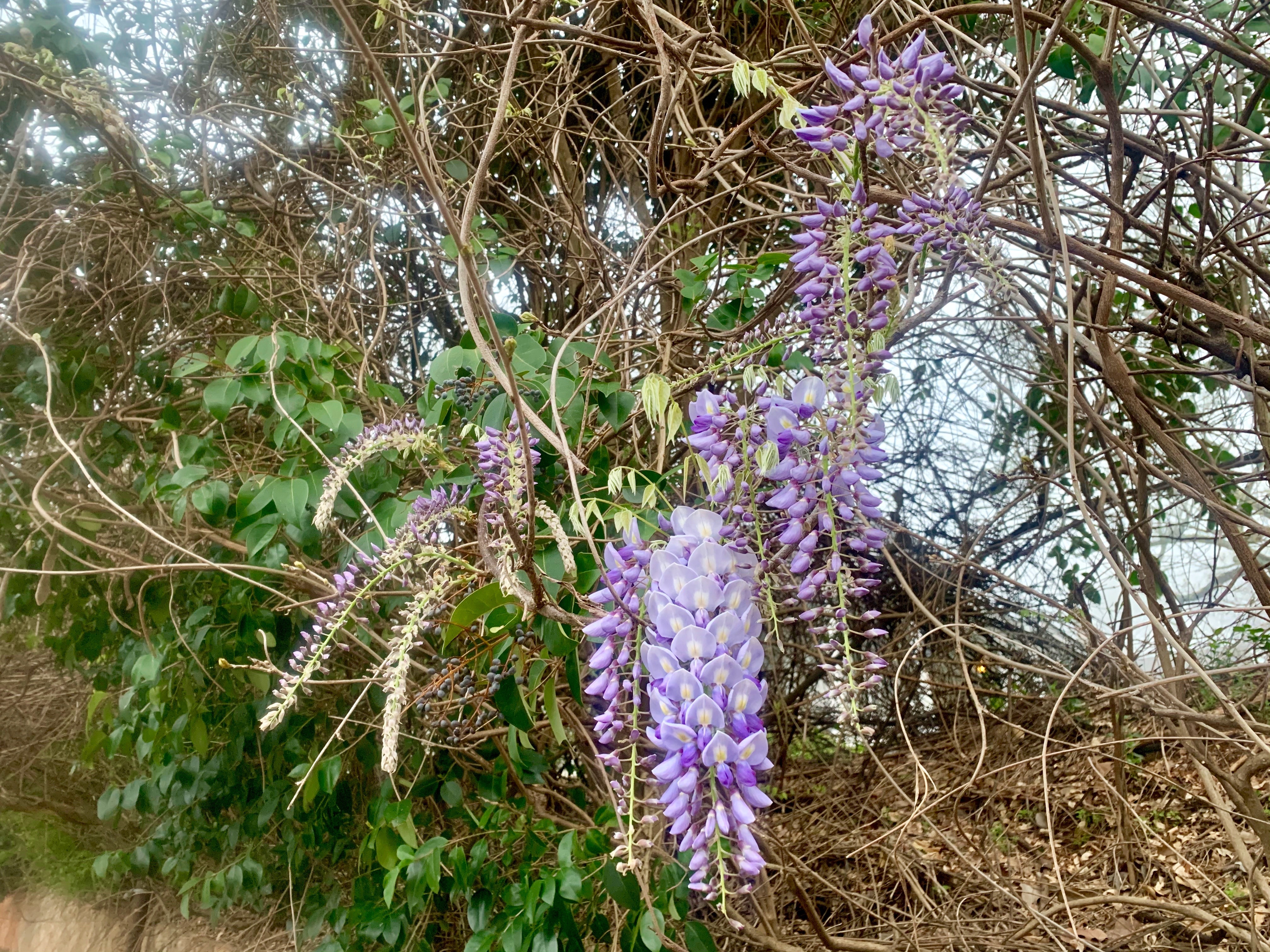 Wisteria 2 (1)