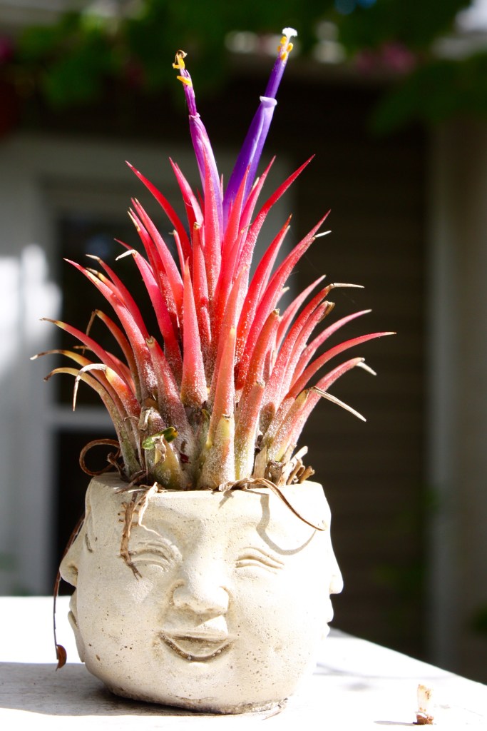 This image has an empty alt attribute; its file name is img_8850.jpg